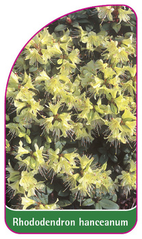 Rhododendron hanceanum