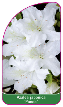 Azalea japonica 'Panda'