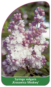 Syringa vulgaris 'Krasawica Moskowy'