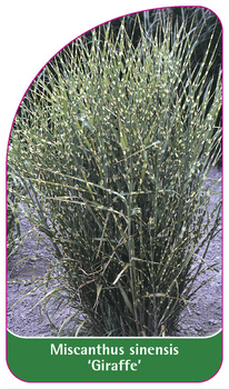 Miscanthus sinensis 'Giraffe'