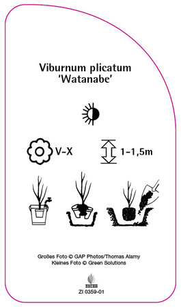 Viburnum plicatum 'Watanabe'