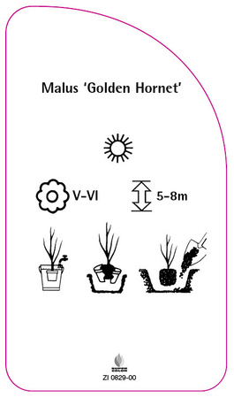 Malus 'Golden Hornet'