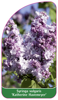 Syringa vulgaris 'Katherine Havemeyer'