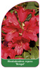 Rhododendron repens 'Bengal'