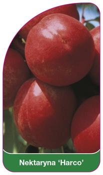 Nectarină "Harco