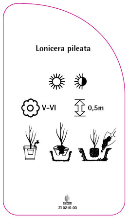Lonicera pileata