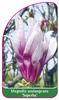 Magnolia soulangeana 'Superba'