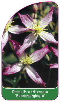 Clematis x triternata 'Rubromarginata