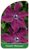 Clematis 'Mazowsze'