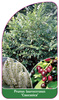 Prunus laurocerasus 'Caucasica'