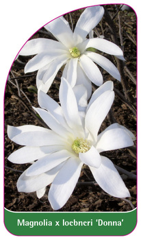 Magnolia x loebneri 'Donna'