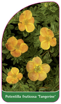 Potentilla fruticosa 'Tangerine'