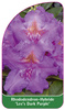 Rhododendron-Hybride 'Lee's Dark Purple'