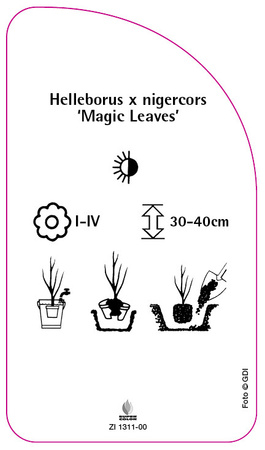 Helleborus x nigercors 'Magic Leaves'