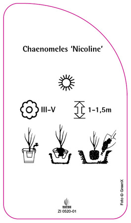 Chaenomeles 'Nicoline'