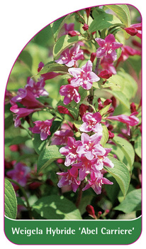 Weigela Hybride 'Abel Carriere'