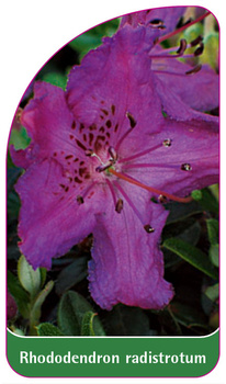 Rhododendron radistrotum