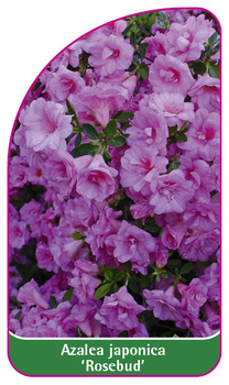 Azalea japonica 'Rosebud'