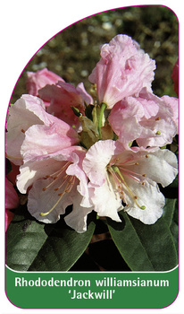 Rhododendron williamsianum 'Jackwill'