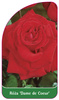 Roza 'Dame de Coeur'