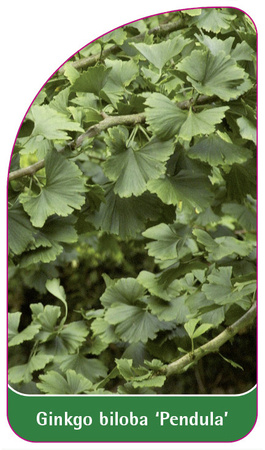 Ginkgo biloba 'Pendula'