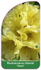 Rhododendron-Hybride 'Hotei'
