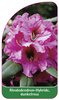 Rhododendron-Hybride, dunkelrosa