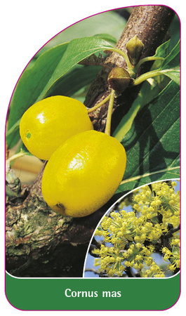 Cornus Mas