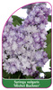 Syringa vulgaris 'Michel Buchner'