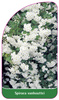 Spiraea vanhouttei