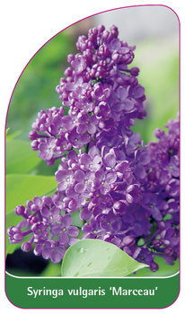Syringa vulgaris 'Marceau'
