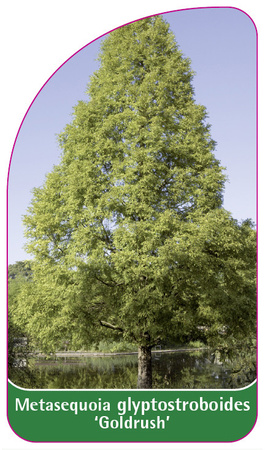 Metasequoia glyptostroboides 'Goldrush'