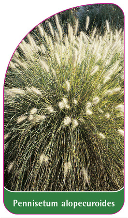 Pennisetum alopecuroides