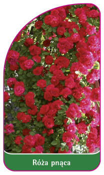 Róza pnąca Nr. 312 A