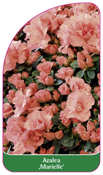 Azalea 'Marielle'