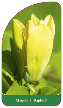 Magnolia 'Daphne'