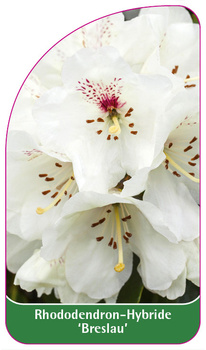 Rhododendron-Hybride 'Breslau'