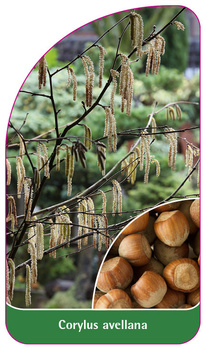 Corylus avellana