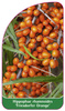 Hippophae ramnoides 'Friesdorfer Orange'