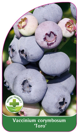 Vaccinium corymbosum 'Toro'