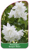 Philadelphus 'Bouquet Blanc'