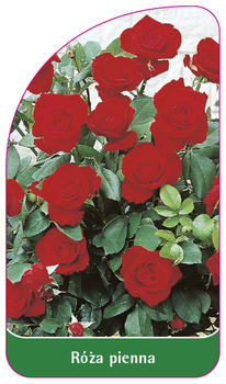 Róza pienna Nr. 42