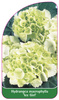 Hydrangea macrophylla 'Ice Girl'