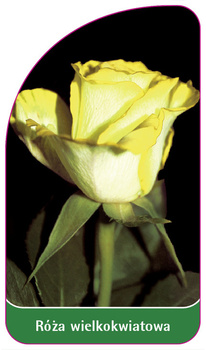 Velkokvětá růže č. 241