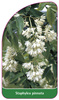 Staphylea pinnata