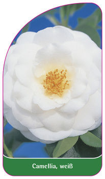 Camellia, weiß