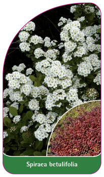 Spiraea betulifolia
