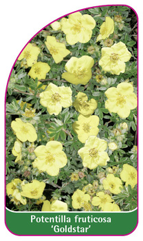 Potentilla fruticosa 'Goldstar'