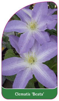 Clematis 'Beata'