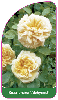 Roza pnaca 'Alchymist'